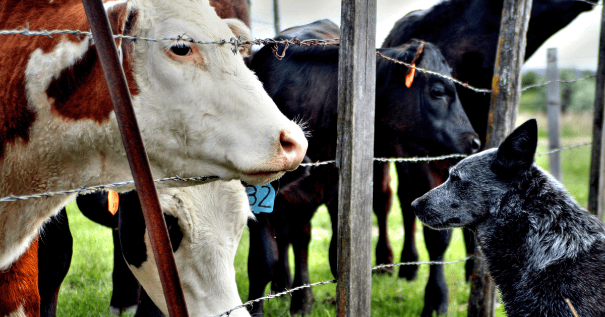 Featured Image for How to Raise a Farm Dog